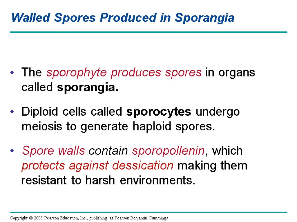 Walled Spores Produced in Sporangia The sporophyte produces spores in organs called sporangia. Diploid